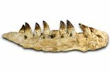 Fossil Mosasaur (Thalassotitan) Jaw Section with Teeth - Morocco #372634-1